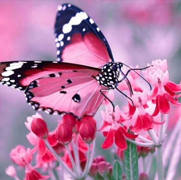 🌟SEE NEW LISTING!🌟🎀Barbie Pink 🌟 Vintage Cowgirl🎀💗Ariat Women's 🌟 - Picture 12 of 12